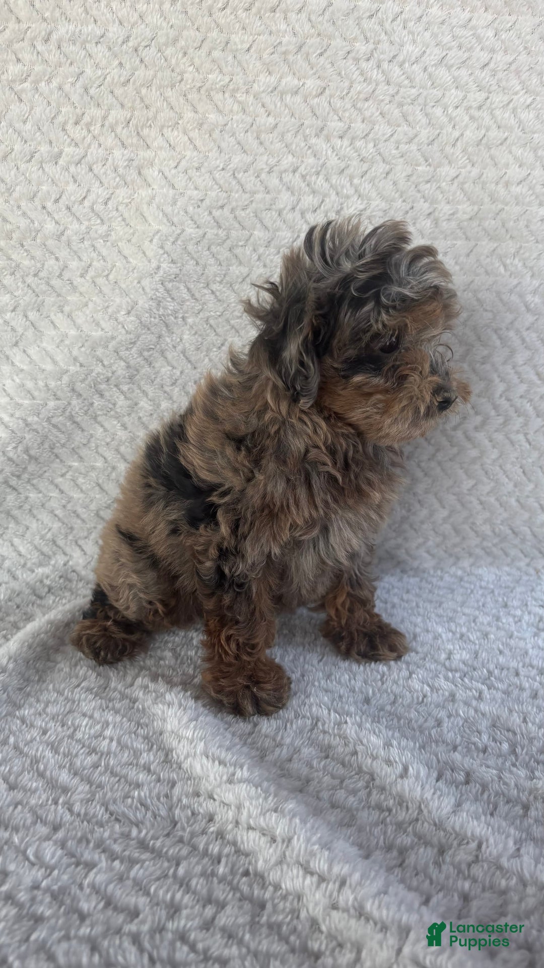 Mini Aussiedoodle dogs for sale: Holly - Image 3