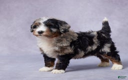 Mini Bernedoodle dogs for sale: Jack - Image 8