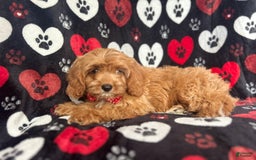 Cavapoo dogs for sale: Kona - Image 2