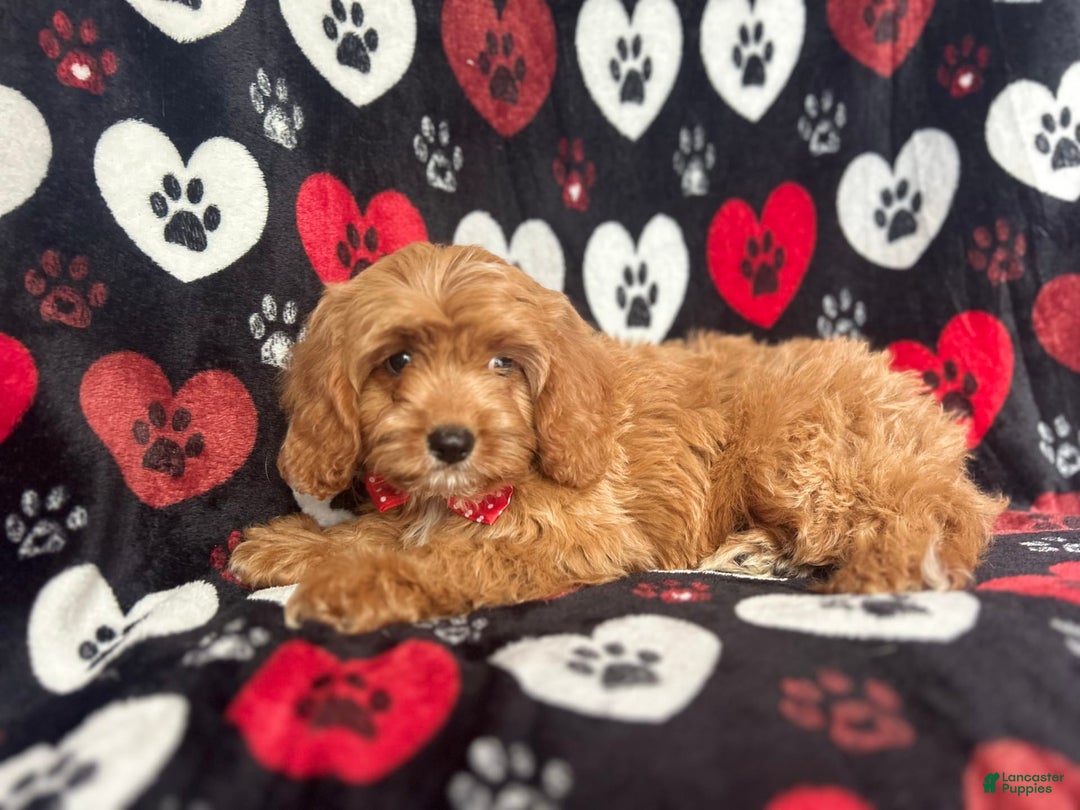 Cavapoo dogs for sale: Kona - Image 2