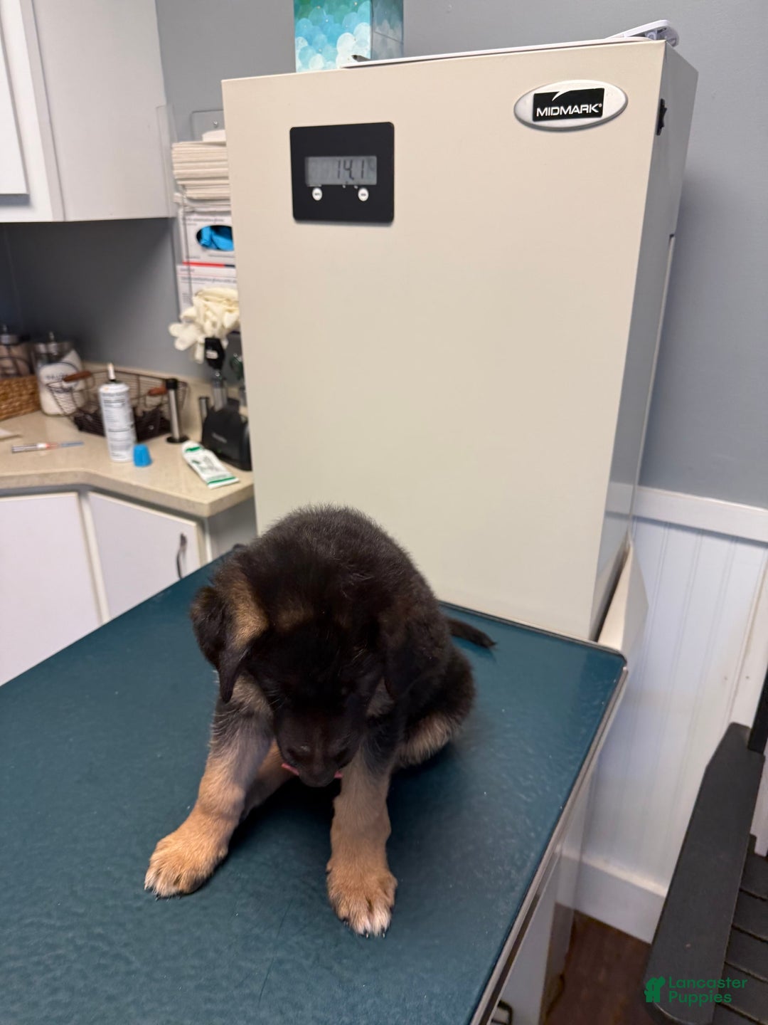 German Shepherd dogs for sale: German Shepherd 6 puppies - Image 14