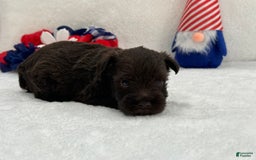 Miniature Schnauzer dogs for sale: Fancy Female 1 Akc Liver Color - Image 5