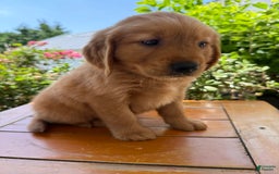 Golden Retriever dogs for sale: Lola - Image 14