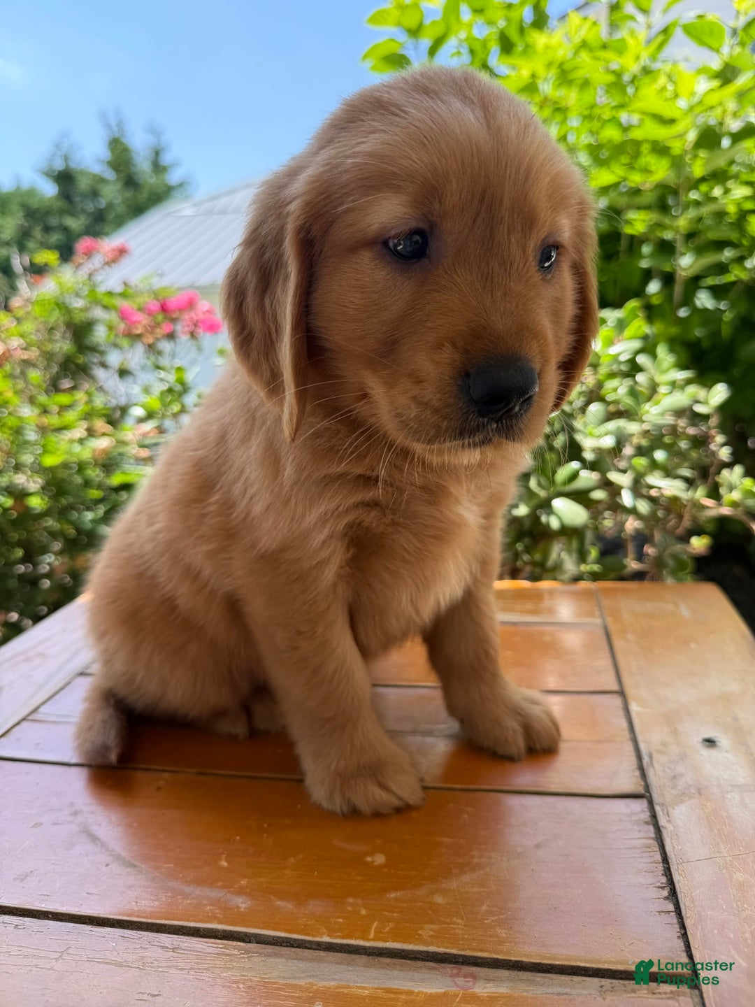 Golden Retriever dogs for sale: Lola - Image 14