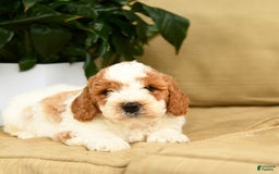 Mini Goldendoodle dogs for sale: Hero - Image 3