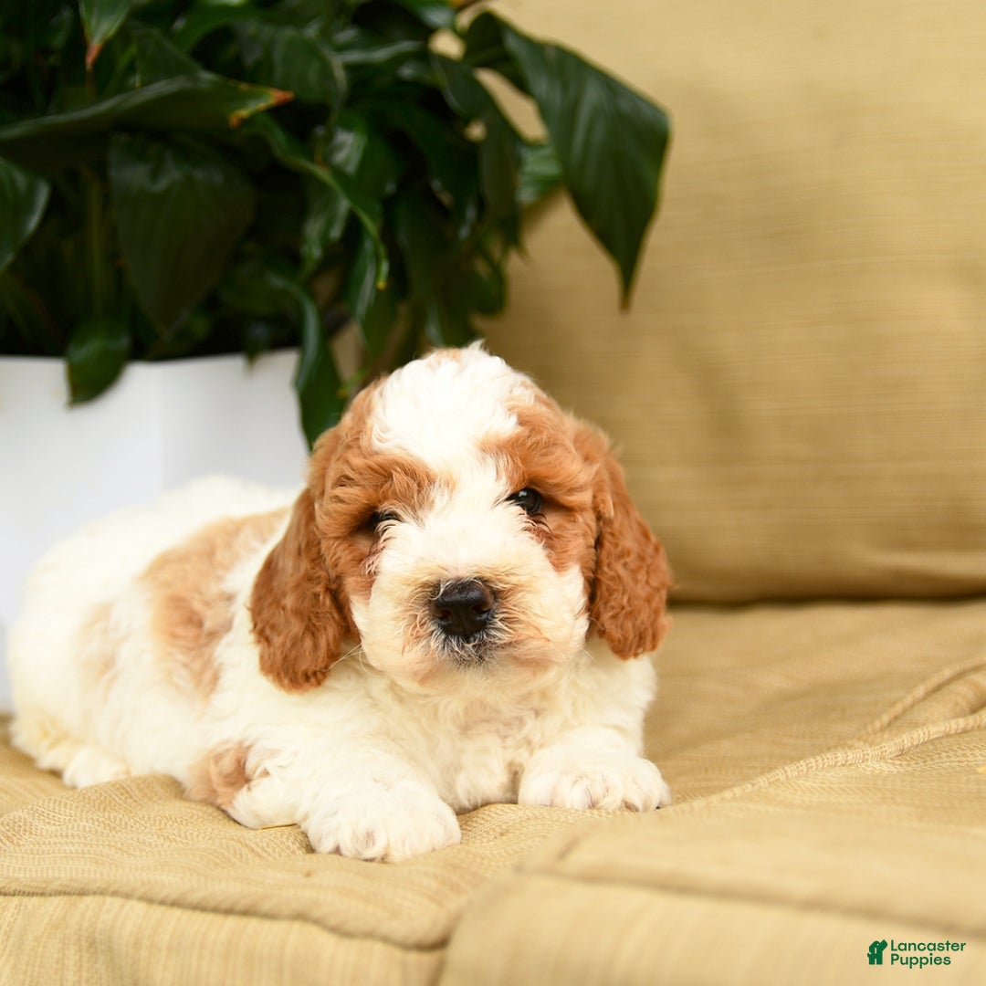 Mini Goldendoodle dogs for sale: Hero - Image 3
