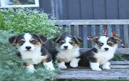 Welsh Corgi Pembroke dogs for sale: Hunter - Image 1