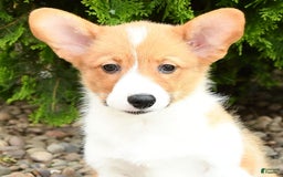 Welsh Corgi Pembroke dogs for sale: Cheeto - Image 3