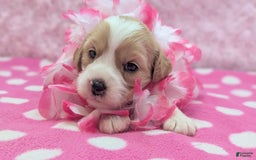 Cockapoo dogs for sale: Rebel - Image 16