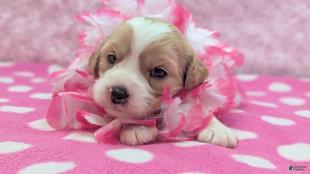 Cockapoo dogs for sale: Rebel - Image 16