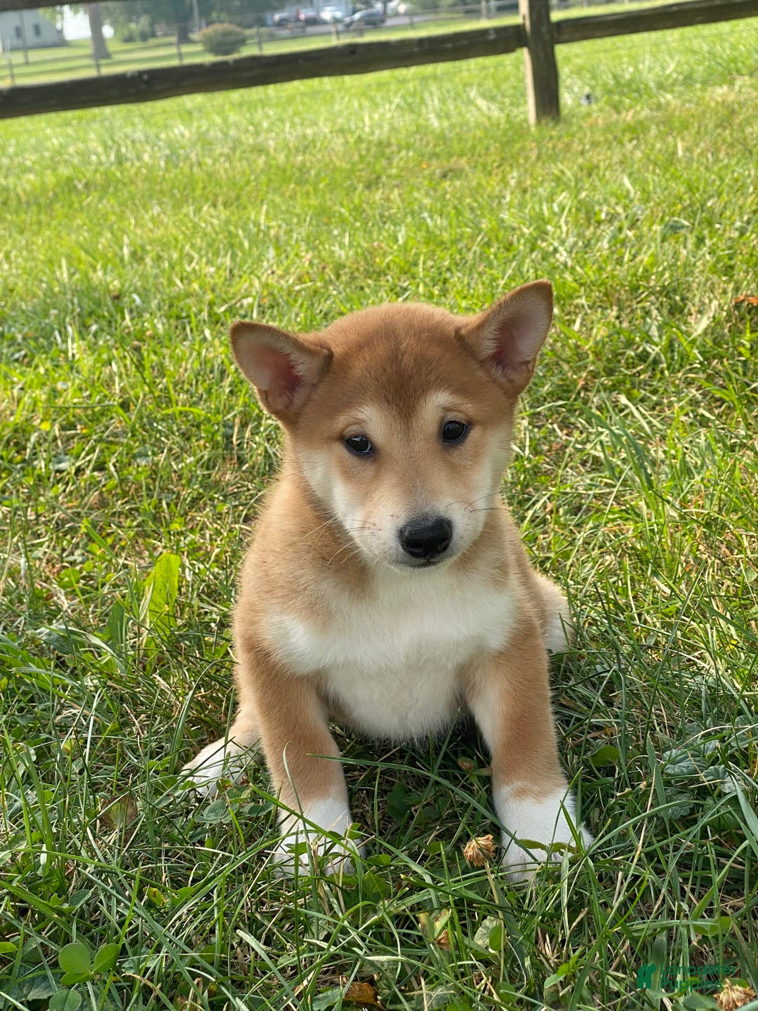 Shiba Inu dogs for sale: Isaiah - Image 5