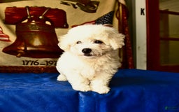 Bichon Frise dogs for sale: Comet - Image 2