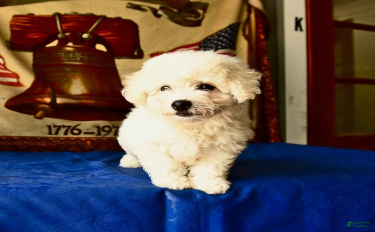 Bichon Frise dogs - Advert 10