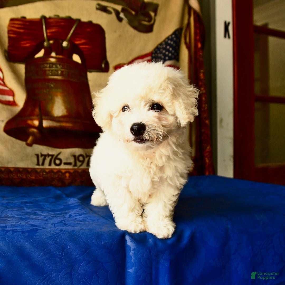 Bichon Frise dogs for sale: Comet - Image 2