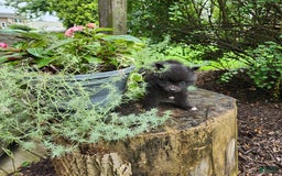 Pomeranian dogs for sale: Pebbles - Image 9
