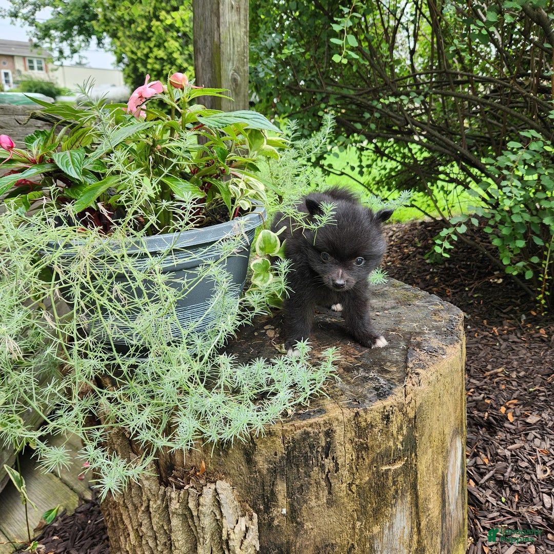 Pomeranian dogs for sale: Pebbles - Image 9
