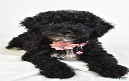 Miniature Poodle dogs for sale: Leah - Image 9