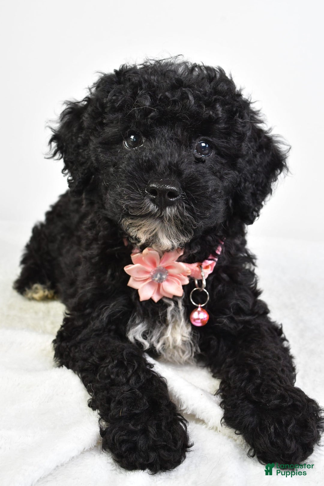 Miniature Poodle dogs for sale: Leah - Image 9