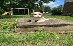 Cavapoo dogs for sale: Dallas - Image 9