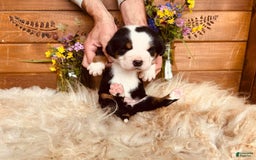Greater Swiss Mountain Dog dogs for sale: Mr Black - Image 7