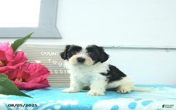 Havanese dogs for sale: Newton - Image 1