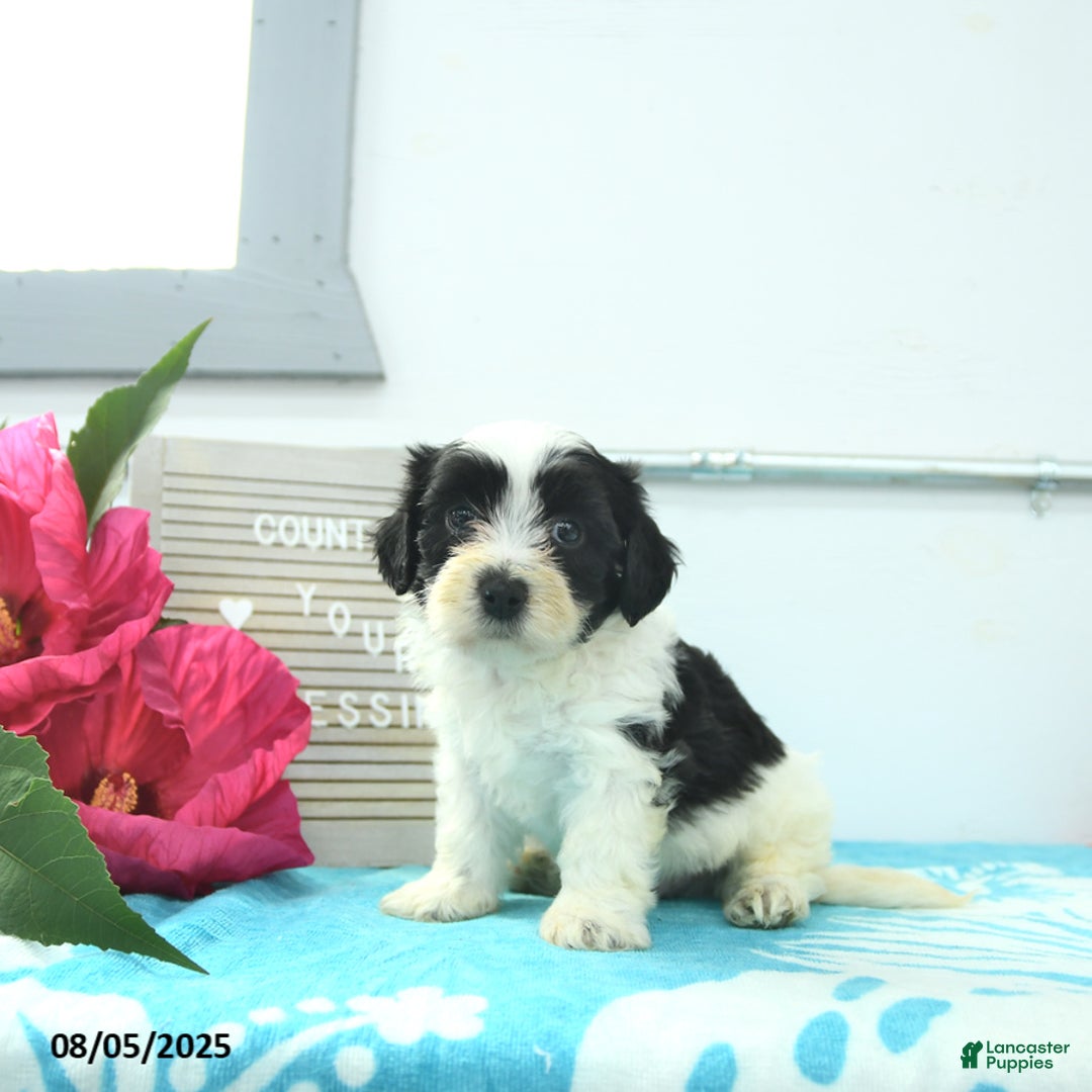 Havanese dogs for sale: Newton - Image 1