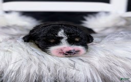 Mini Bernedoodle dogs for sale: Donatello - Image 4