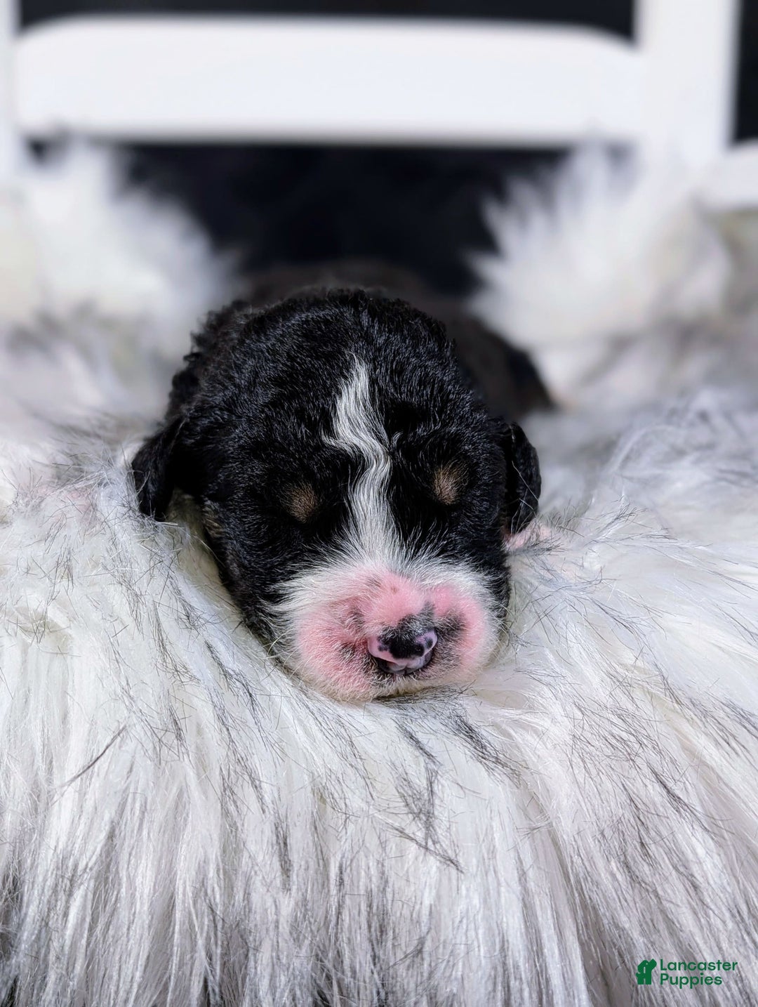 Mini Bernedoodle dogs for sale: Donatello - Image 4