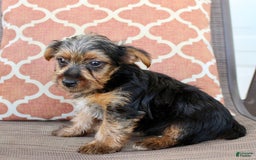 Yorkshire Terrier dogs for sale: Gary - Image 5