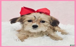 Morkie dogs for sale: Grace - Image 1