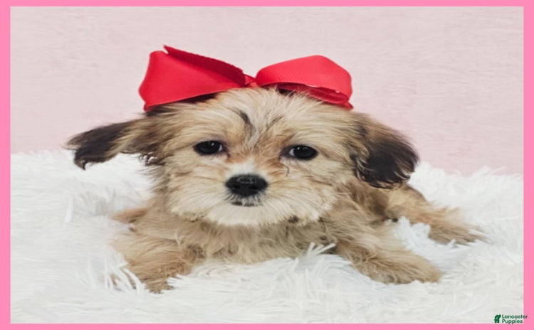 Morkie dogs for sale - Ad 1