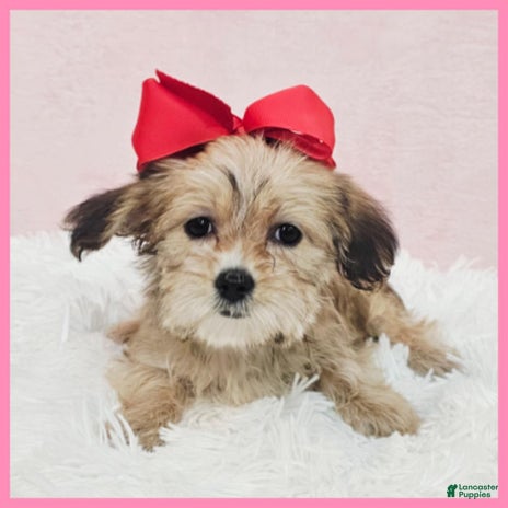 Morkie dogs for sale - Ad 1