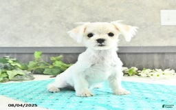Maltese dogs for sale: Trooper - Image 1