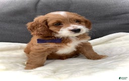 Cockapoo dogs for sale: Jake - Image 2