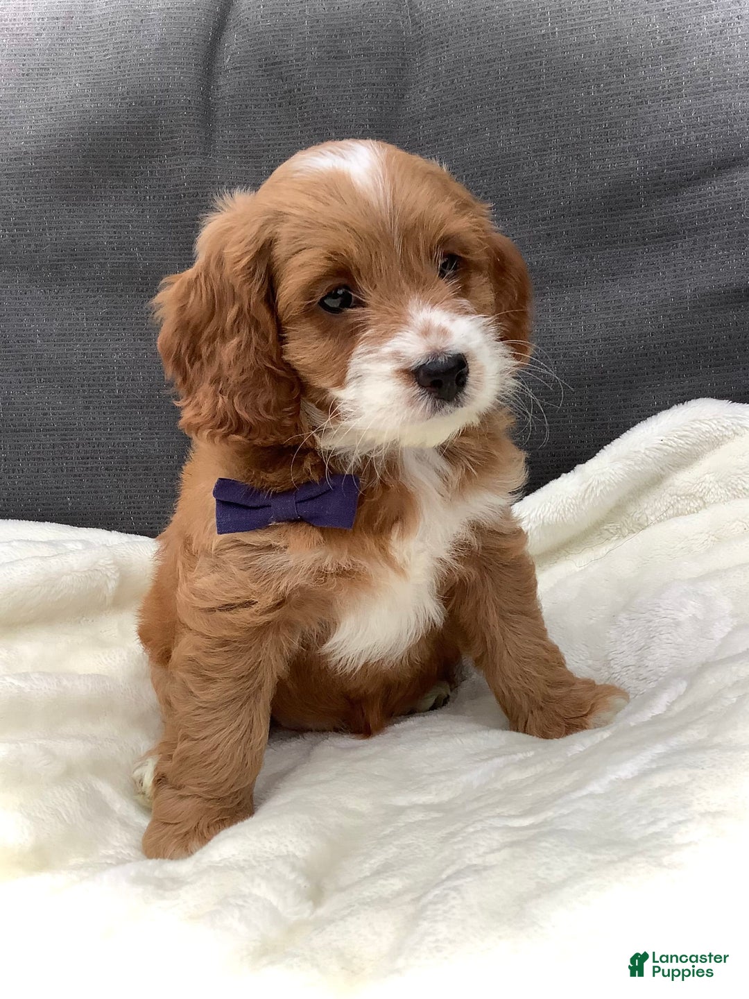 Cockapoo dogs for sale: Jake - Image 2