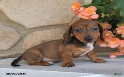 Miniature Dachshund dogs for sale: Spencer - Image 2