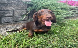 Dachshund dogs for sale: Keith - Image 2