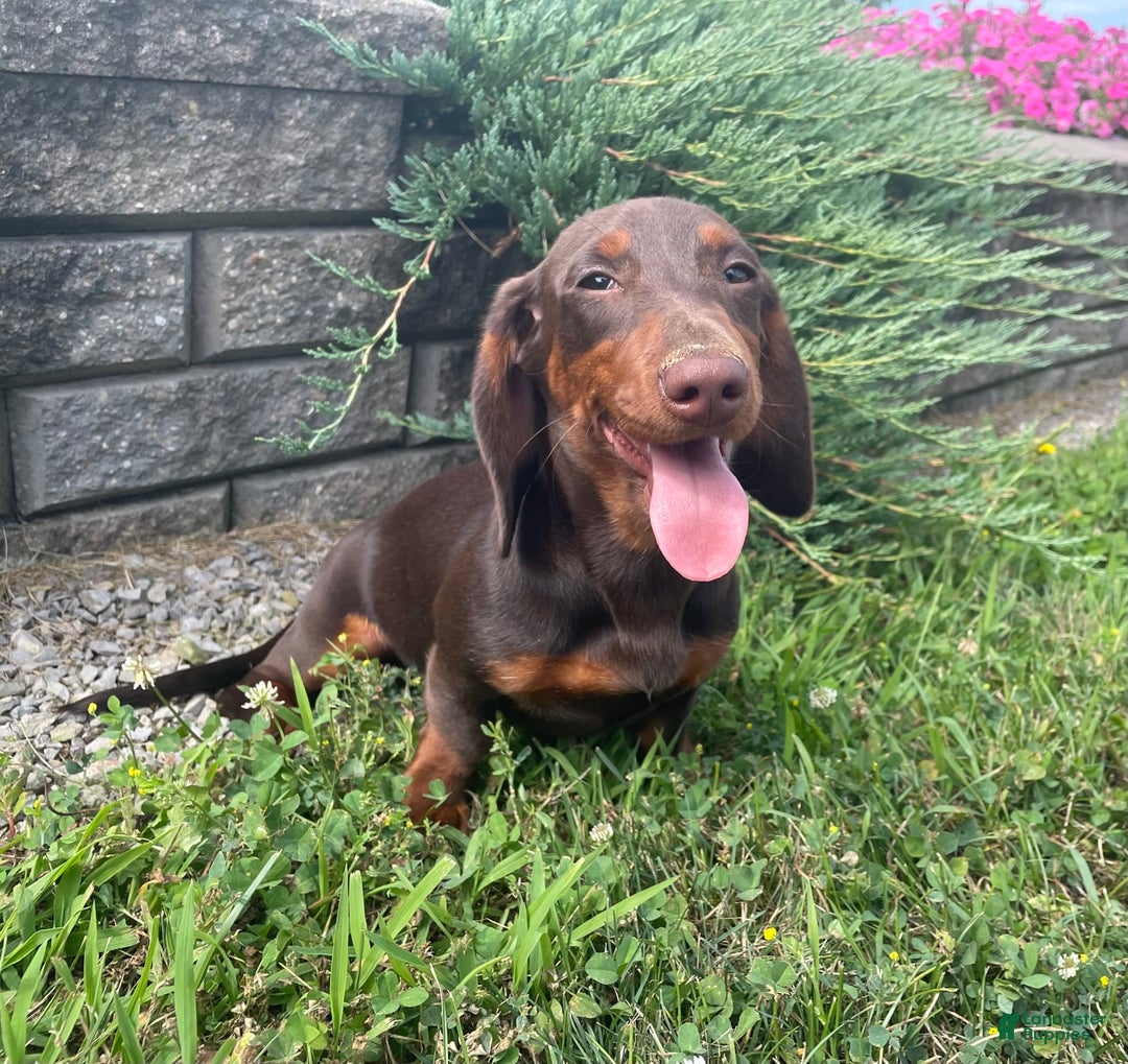 Dachshund dogs for sale: Keith - Image 2