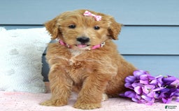 Goldendoodle dogs for sale: Chanel - Image 4