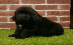 Newfoundland dogs for sale: Biscuit - Image 3
