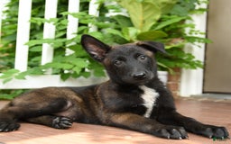 Belgian Malinois dogs for sale: Thai - Image 3