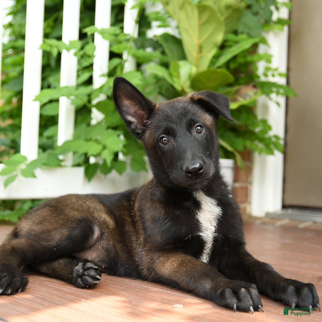 Belgian Malinois dogs for sale: Thai - Image 3