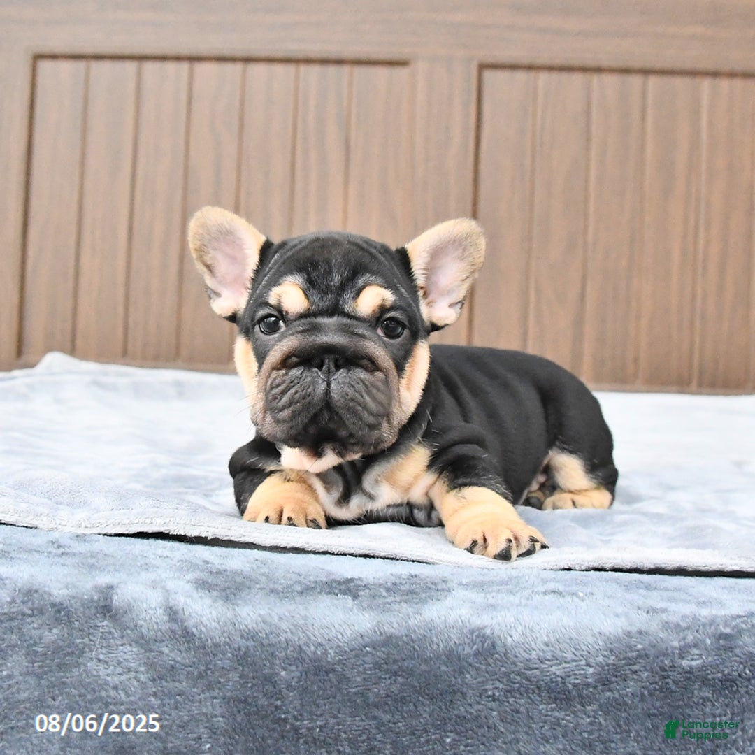French Bulldog dogs for sale: Daisy - Image 2