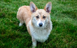 Welsh Corgi Pembroke dogs for sale: Brier - Image 6