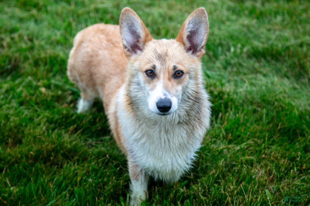 Welsh Corgi Pembroke dogs for sale: Brier - Image 6