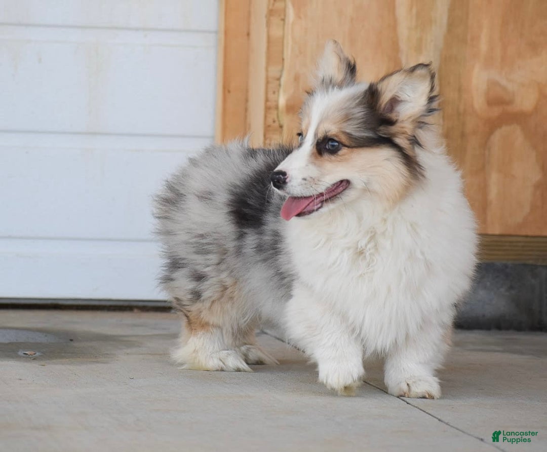 Welsh Corgi Pembroke dogs for sale: Amelia - Image 3