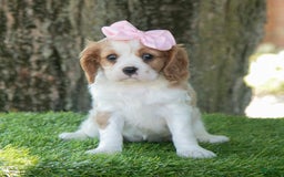 Cavalier King Charles Spaniel dogs for sale: Ruby - Image 7
