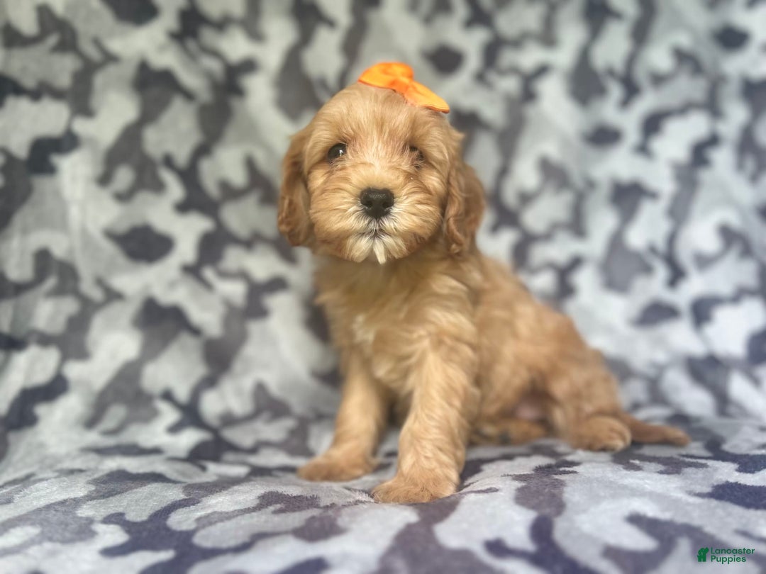 Cavapoo dogs for sale: Ziggy - Image 6