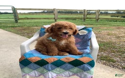 Goldendoodle dogs for sale: Kobe F2b - Image 15