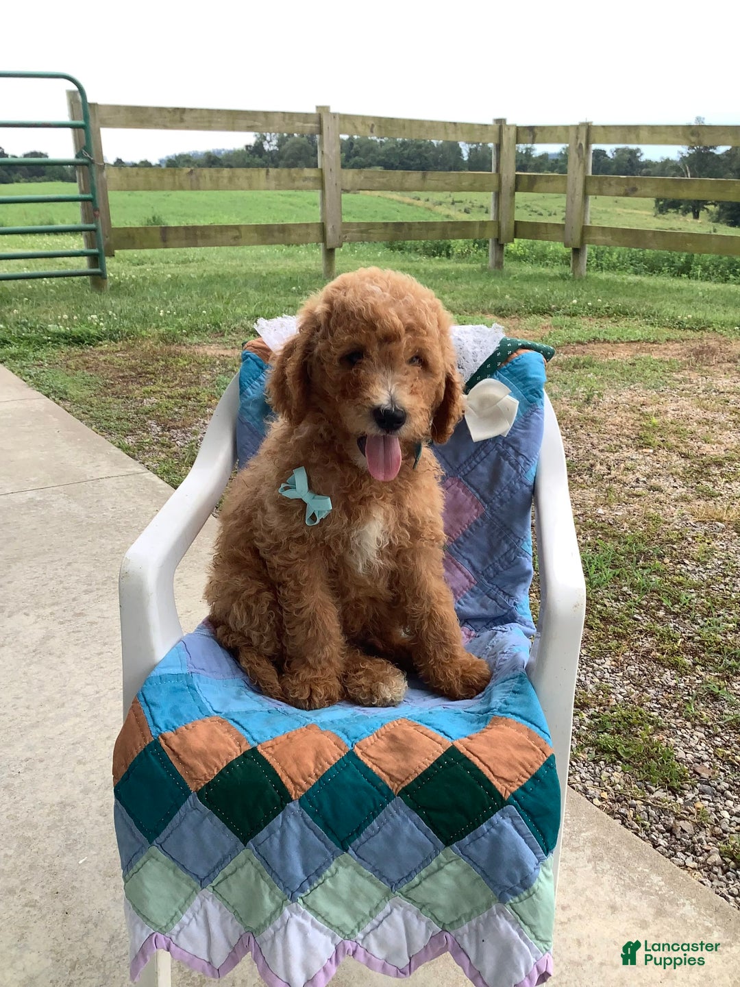 Goldendoodle dogs for sale: Kobe F2b - Image 15